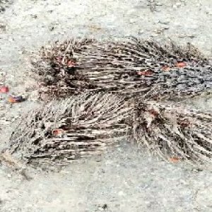 defect_test (127).jpg