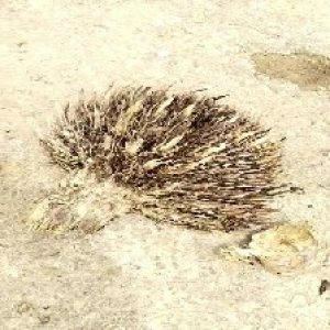 defect_test (76).jpg