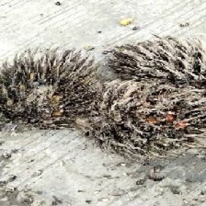 defect_test (80).jpg