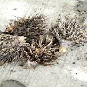 defect_test (81).jpg