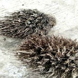 defect_test (95).jpg