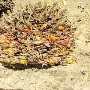 overripe_test (10).jpg