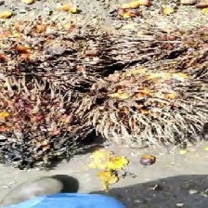 overripe_test (100).jpg