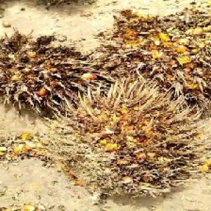 overripe_test (101).jpg