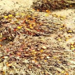 overripe_test (102).jpg