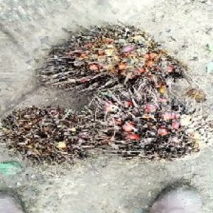 overripe_test (106).jpg