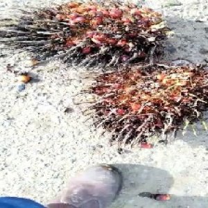 overripe_test (107).jpg