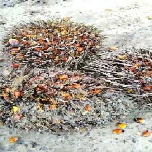 overripe_test (109).jpg