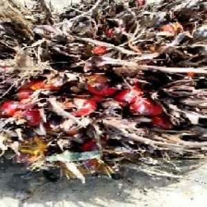 overripe_test (11).jpg