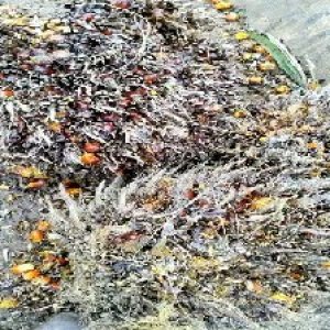 overripe_test (110).jpg