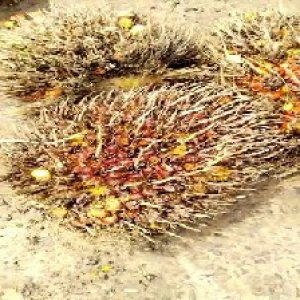 overripe_test (111).jpg