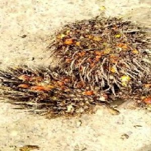 overripe_test (112).jpg