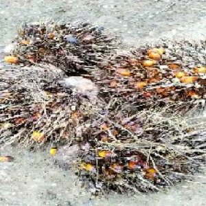 overripe_test (113).jpg