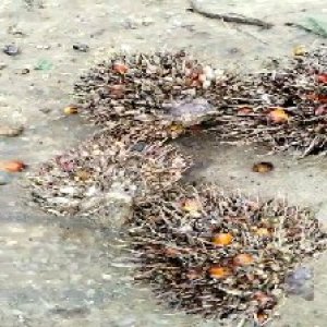 overripe_test (114).jpg