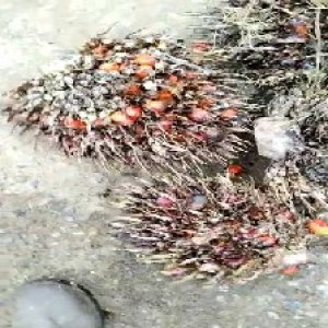 overripe_test (115).jpg