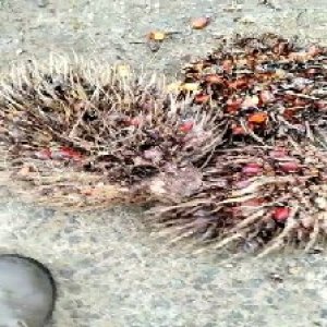 overripe_test (118).jpg