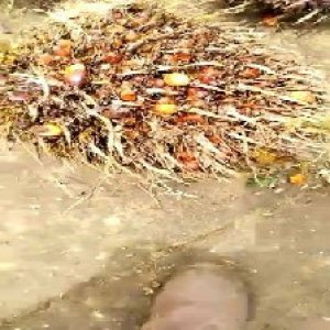 overripe_test (12).jpg