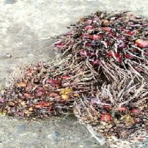 overripe_test (120).jpg