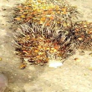 overripe_test (121).jpg