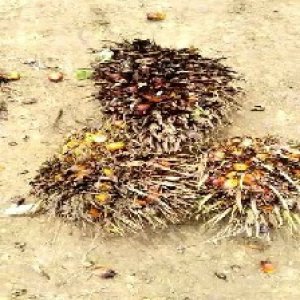 overripe_test (129).jpg