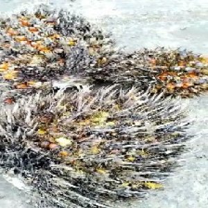 overripe_test (136).jpg