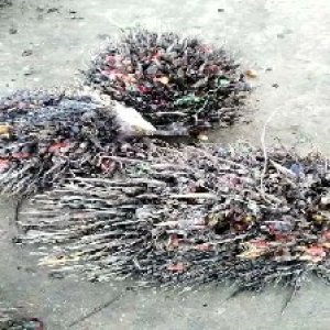 overripe_test (142).jpg