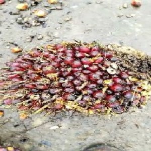 underripe_test (10).jpg