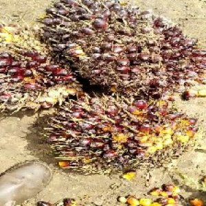 underripe_test (107).jpg