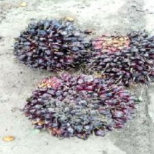 underripe_test (131).jpg