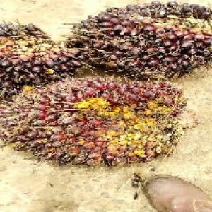 underripe_test (48).jpg