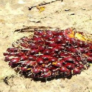 underripe_test (5).jpg