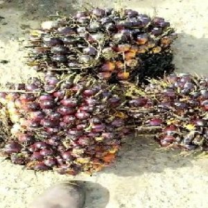 underripe_test (50).jpg