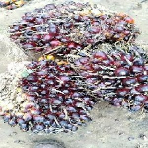 underripe_test (51).jpg