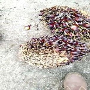 underripe_test (52).jpg