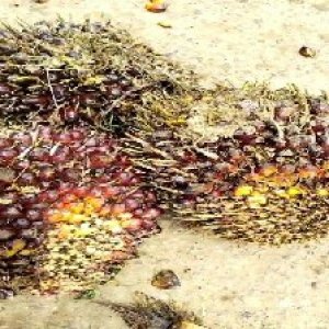 underripe_test (53).jpg