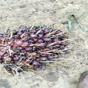 underripe_test (54).jpg