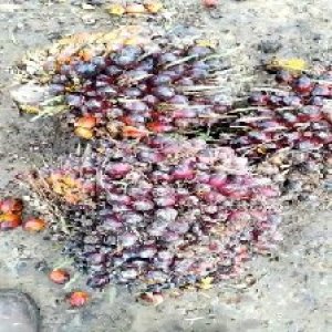 underripe_test (55).jpg