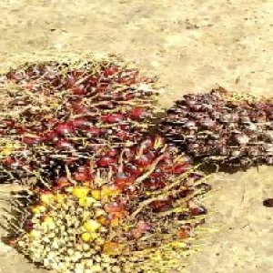 underripe_test (56).jpg