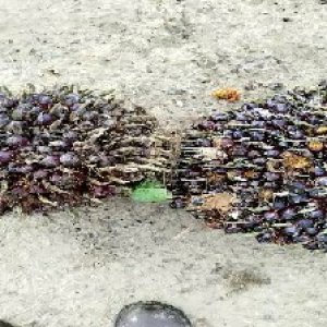 underripe_test (57).jpg