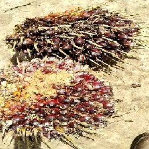 underripe_test (58).jpg