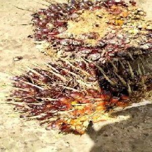 underripe_test (59).jpg