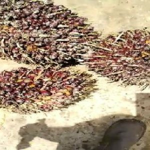 underripe_test (60).jpg