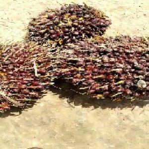 underripe_test (61).jpg