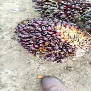 underripe_test (62).jpg