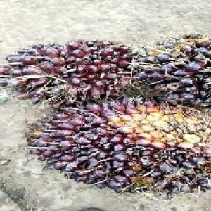 underripe_test (63).jpg