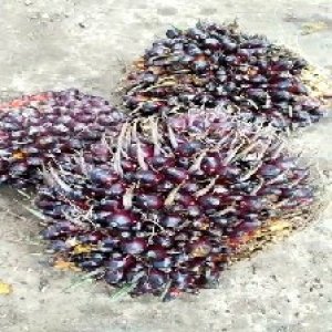 underripe_test (64).jpg