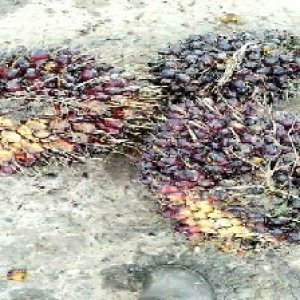 underripe_test (65).jpg