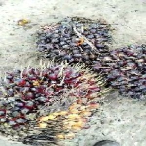 underripe_test (66).jpg