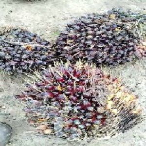 underripe_test (67).jpg