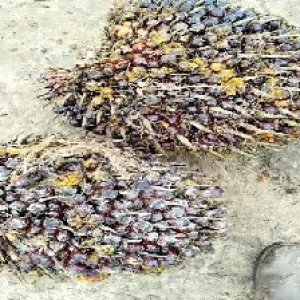 underripe_test (68).jpg